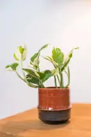 TS Collection bloempot  keramiek 8x7cm blush - afbeelding 2