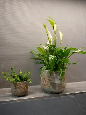 TS Collection bloempot  keramiek 9x8cm mint - afbeelding 2