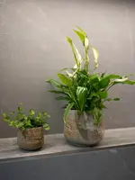 TS Collection bloempot  keramiek 9x8cm mint - afbeelding 2