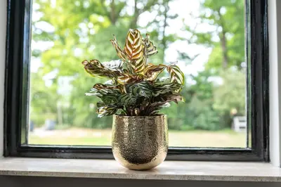 TS Collection bloempot kristy metaal 14x14cm goud - afbeelding 2