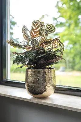 TS Collection bloempot kristy metaal 18x17cm goud - afbeelding 2