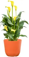 TS Collection Bloempot Palermo 13x12 cm Koraal - afbeelding 1