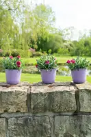 TS Collection Bloempot Palermo 13x12 cm Lavendel - afbeelding 4