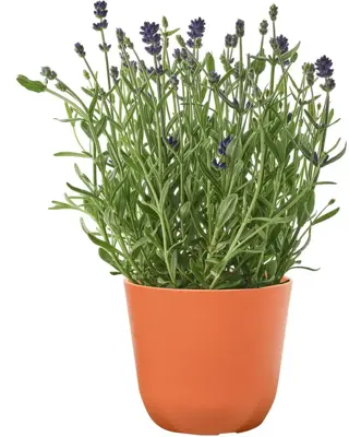 TS Collection Bloempot Palermo 17x15 cm Koraal - afbeelding 2