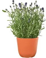 TS Collection Bloempot Palermo 17x15 cm Koraal - afbeelding 2