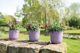 TS Collection Bloempot Palermo 17x15 cm Lavendel - afbeelding 3