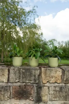 TS Collection Bloempot Palermo 17x15 cm Sage - afbeelding 3