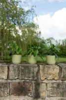 TS Collection Bloempot Palermo 17x15 cm Sage - afbeelding 3