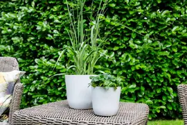 TS Collection bloempot palermo kunststof 13x12cm wit - afbeelding 2