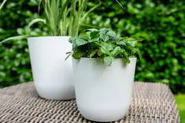 TS Collection bloempot palermo kunststof 17x15cm wit - afbeelding 2