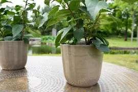 TS Collection bloempot palermo kunststof, steen 17x15cm clay - afbeelding 2