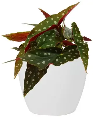 TS Collection bloempot sven keramiek 13x11cm wit - afbeelding 2