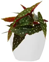 TS Collection bloempot sven keramiek 13x11cm wit - afbeelding 2