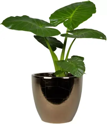 TS Collection bloempot sven keramiek 16x13cm goud - afbeelding 2