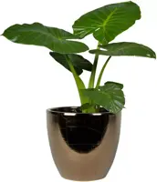 TS Collection bloempot sven keramiek 16x13cm goud - afbeelding 2