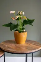 TS Collection bloempot sven keramiek 16x13cm mosterd - afbeelding 3