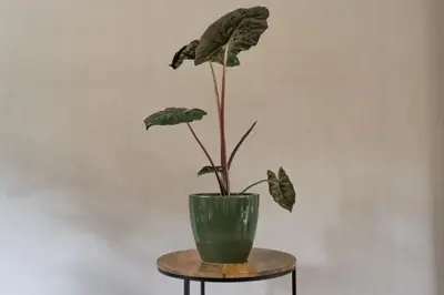 TS Collection bloempot sven keramiek 20x19cm sage - afbeelding 4