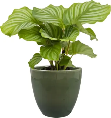 TS Collection bloempot sven keramiek 20x19cm sage - afbeelding 2