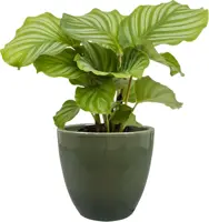 TS Collection bloempot sven keramiek 20x19cm sage - afbeelding 2