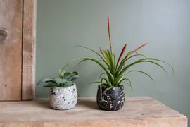 TS Collection bloempot tina steen 8x7cm terrazo black - afbeelding 3