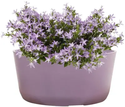 TS Collection Bowl Palermo 27x12 cm Lavendel - afbeelding 2