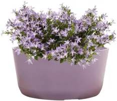 TS Collection Bowl Palermo 27x12 cm Lavendel - afbeelding 2