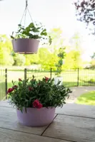TS Collection Bowl Palermo 27x12 cm Lavendel - afbeelding 4