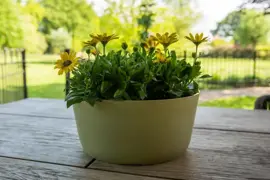 TS Collection Bowl Palermo 27x12 cm Sage - afbeelding 3