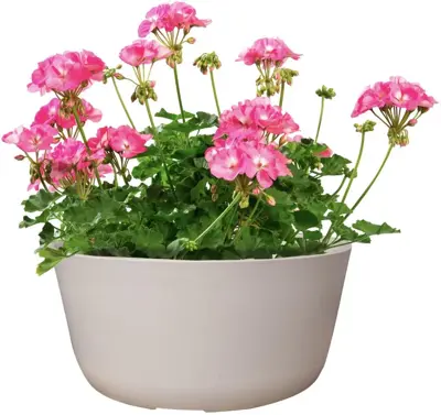 TS Collection Bowl Palermo 27x12 cm Wit - afbeelding 2