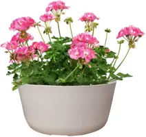 TS Collection Bowl Palermo 27x12 cm Wit - afbeelding 2
