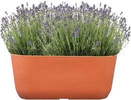 TS Collection Planter Palmero 36x16x15 cm Koraal - afbeelding 2