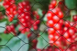 Tuinnet primo l5b5m zwart - afbeelding 3