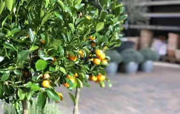 Tuinplanten