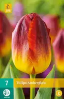 Tulipa amberglow 7st - afbeelding 2