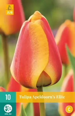 Tulipa Apeldoorn's Elite 10 tulpenbollen - afbeelding 1