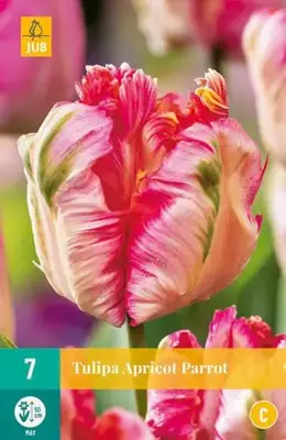 Tulipa Apricot Parrot 7 tulpenbollen - afbeelding 2