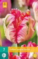 Tulipa Apricot Parrot 7 tulpenbollen - afbeelding 2