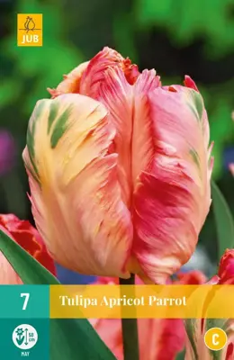 Tulipa Apricot Parrot 7 tulpenbollen - afbeelding 1