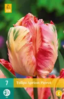 Tulipa Apricot Parrot 7 tulpenbollen