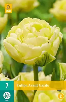 Tulipa Avant Garde 7 tulpenbollen - afbeelding 1
