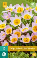Tulipa bakeri Lilac Wonder 10 tulpenbollen - afbeelding 1