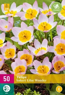 Tulipa bakeri Lilac Wonder 50 tulpenbollen - afbeelding 2