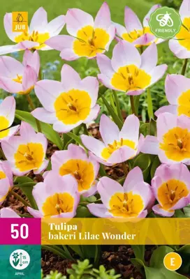 Tulipa bakeri Lilac Wonder 50 tulpenbollen - afbeelding 1
