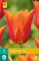 Tulipa Ballerina 7 tulpenbollen - afbeelding 2