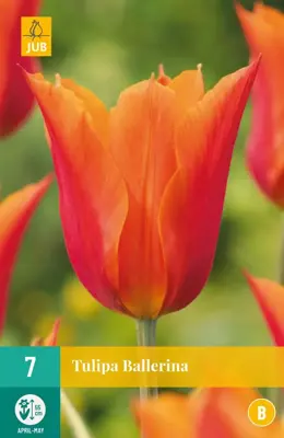 Tulipa Ballerina 7 tulpenbollen - afbeelding 1