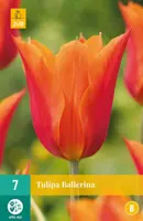 Tulipa Ballerina 7 tulpenbollen - afbeelding 1