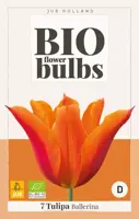 Tulipa ballerina 7st biologisch geteeld - afbeelding 1