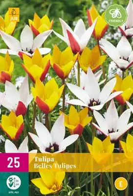 Tulipa Belles Tulipes 25 tulpenbollen - afbeelding 2