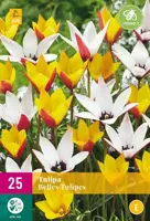 Tulipa Belles Tulipes 25 tulpenbollen - afbeelding 2