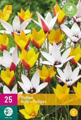 Tulipa Belles Tulipes 25 tulpenbollen - afbeelding 1